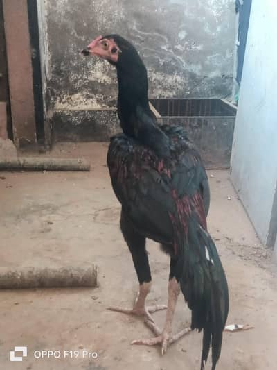panas pokokya