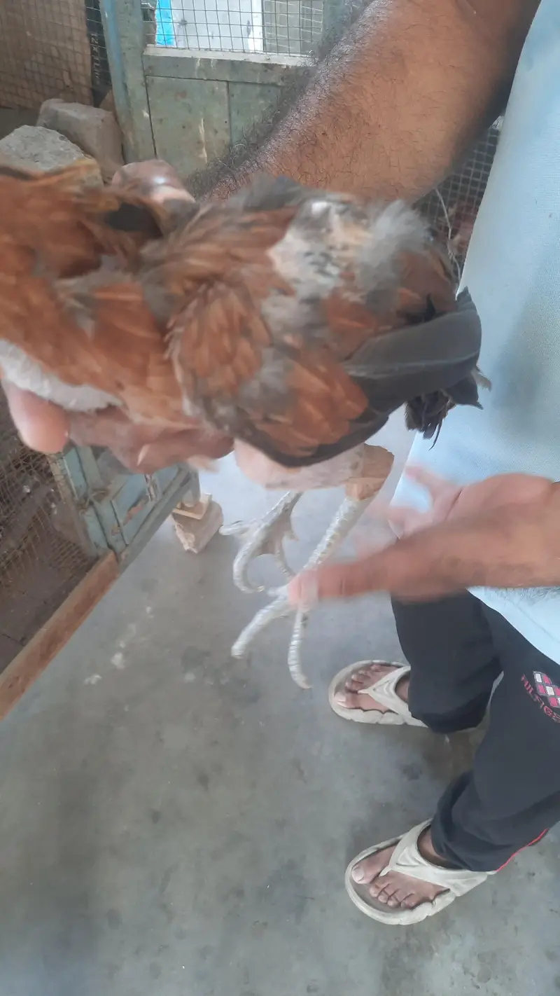 aseel miawali lasani chick's — photo 2