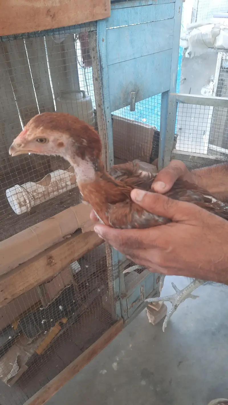 aseel miawali lasani chick's — photo 3