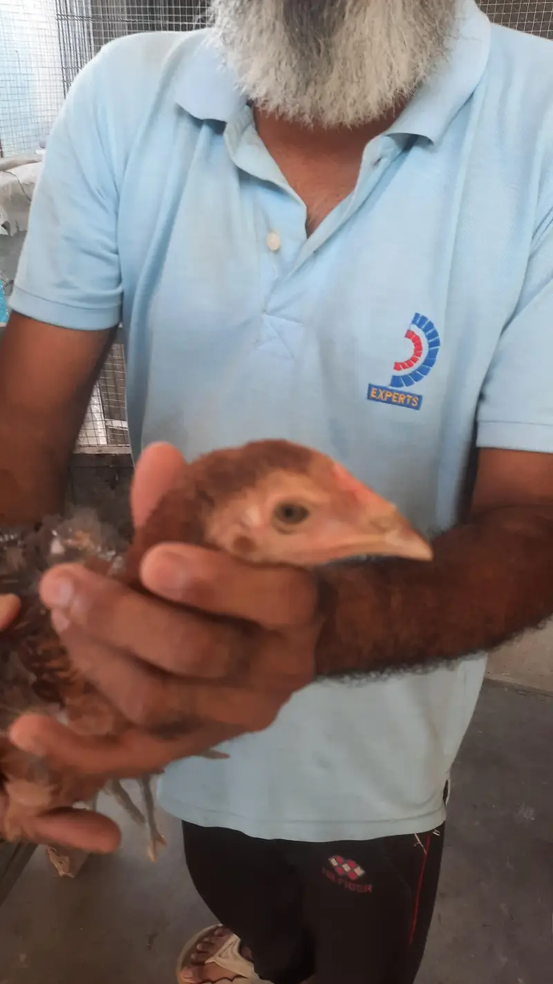 aseel miawali lasani chick's — photo 4