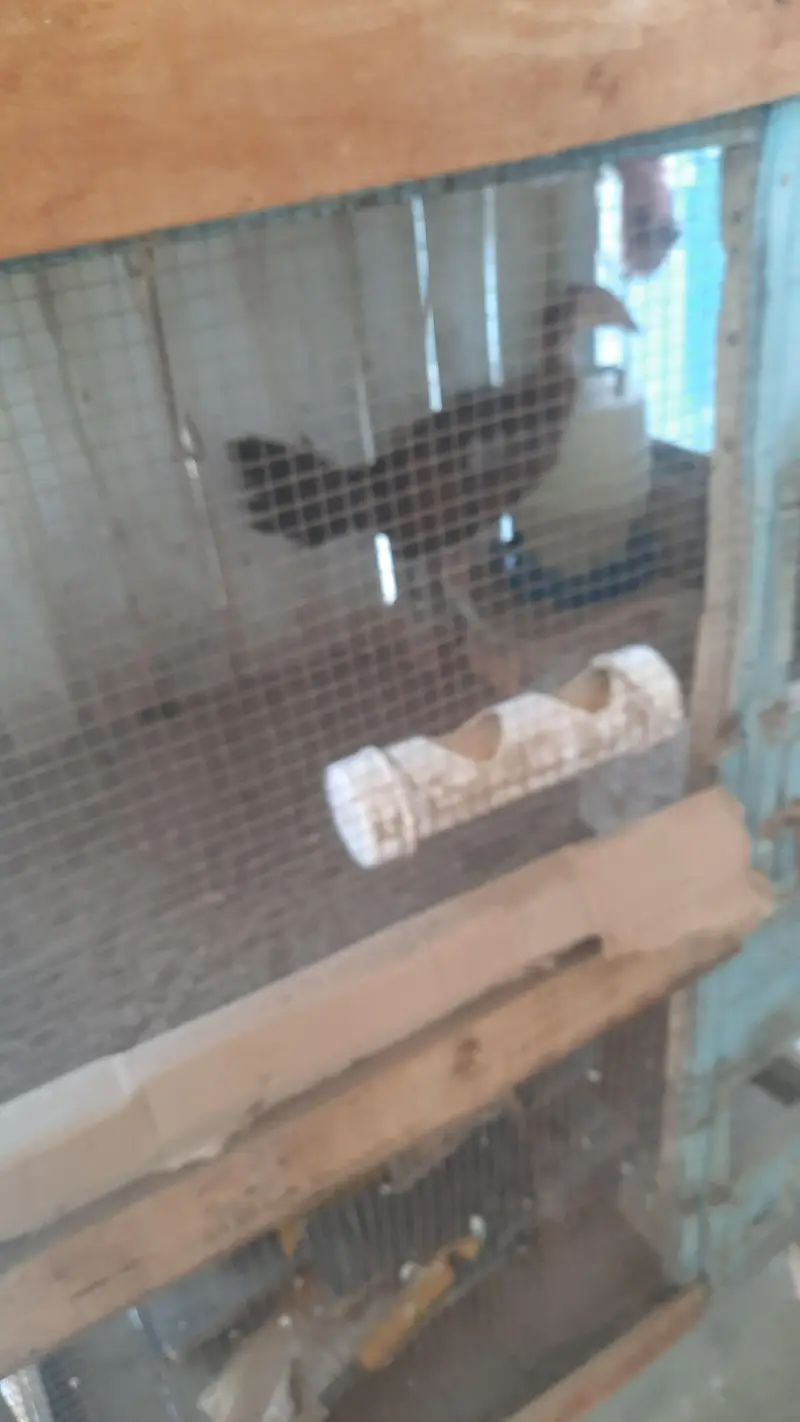 aseel miawali lasani chick's — photo 5
