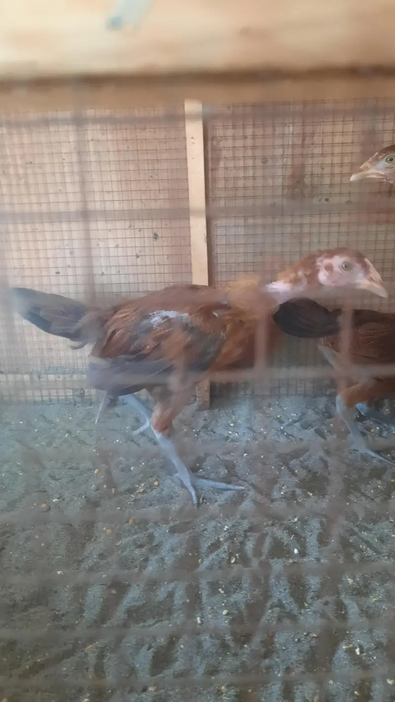 aseel miawali lasani chick's — photo 6