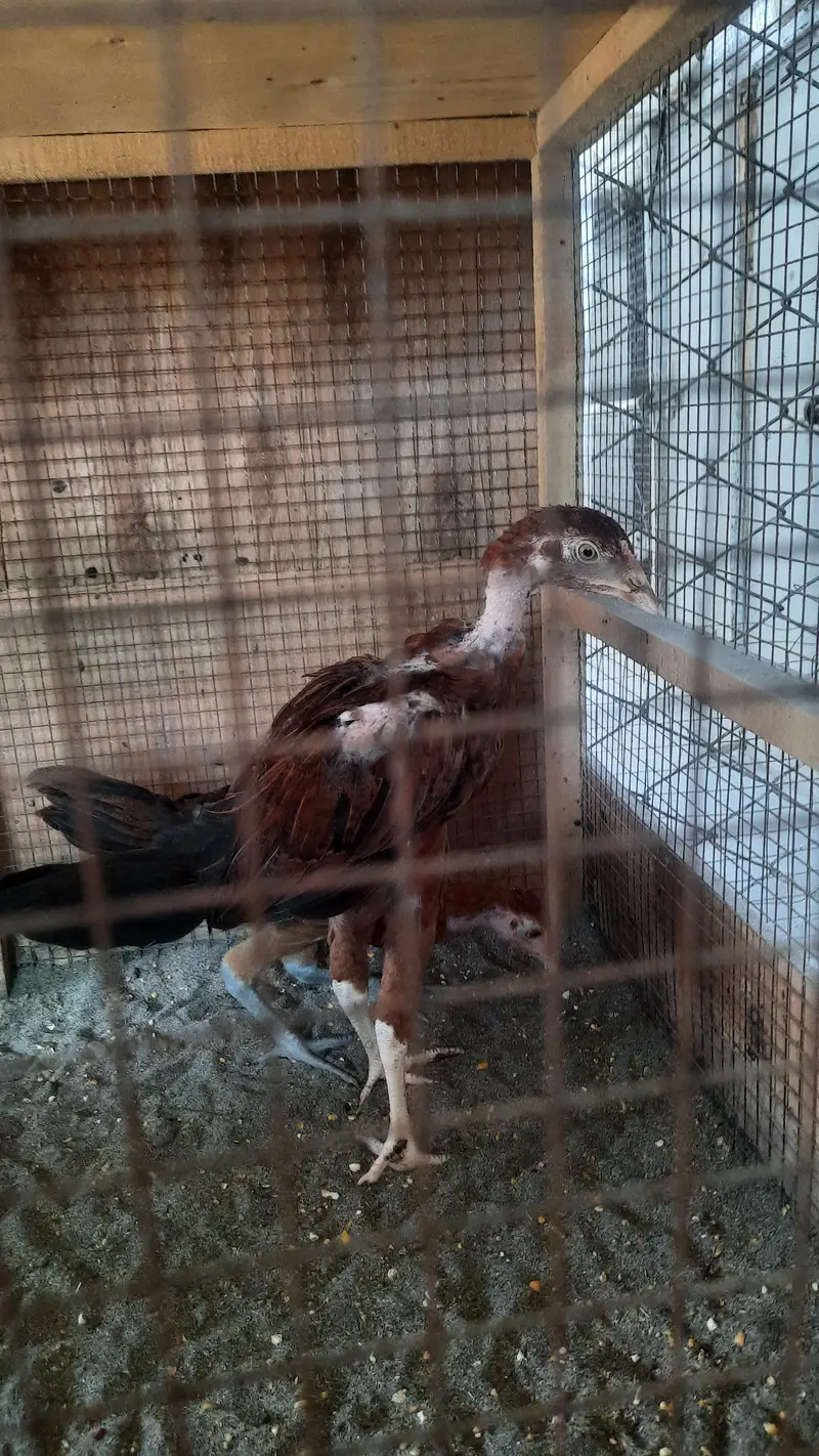 aseel miawali lasani chick's — photo 8