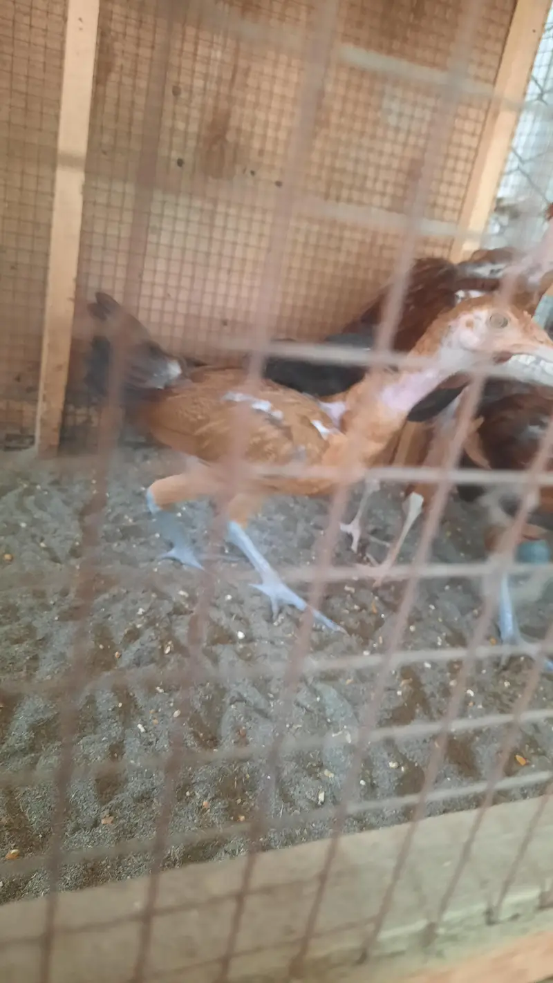 aseel miawali lasani chick's — photo 10