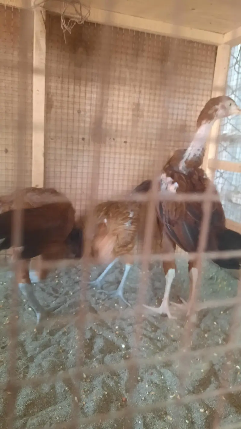 aseel miawali lasani chick's — photo 11