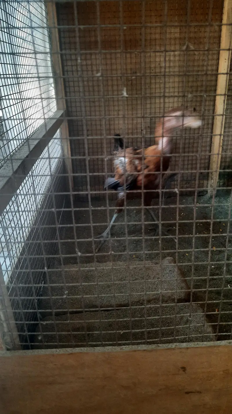 aseel miawali lasani chick's — photo 12