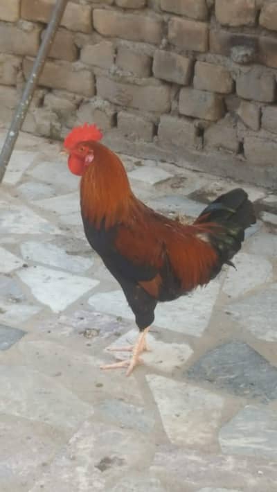 Vari bast Rooster zabar 10
