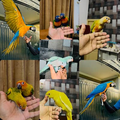 Macaw | Monk | Sun conure | Lories | yellow Parrots | pineapple conure