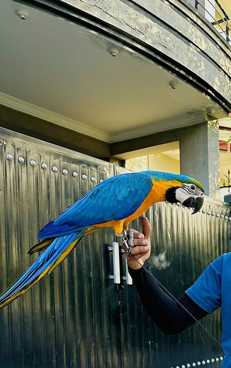 Macaw | Monk | Sun conure | Lories | yellow Parrots | pineapple conure — photo 3