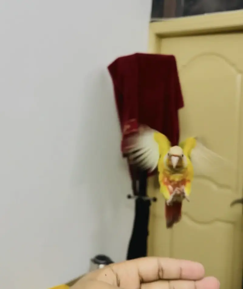 Macaw | Monk | Sun conure | Lories | yellow Parrots | pineapple conure — photo 4