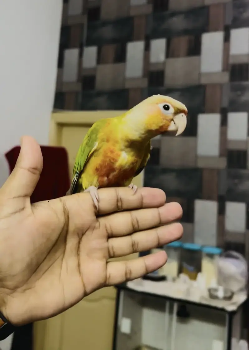 Macaw | Monk | Sun conure | Lories | yellow Parrots | pineapple conure — photo 5