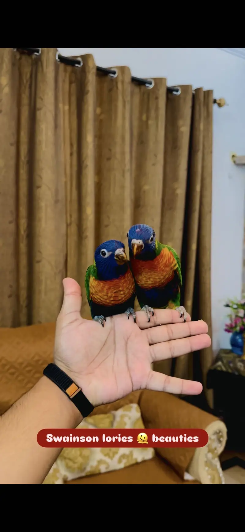 Macaw | Monk | Sun conure | Lories | yellow Parrots | pineapple conure — photo 7