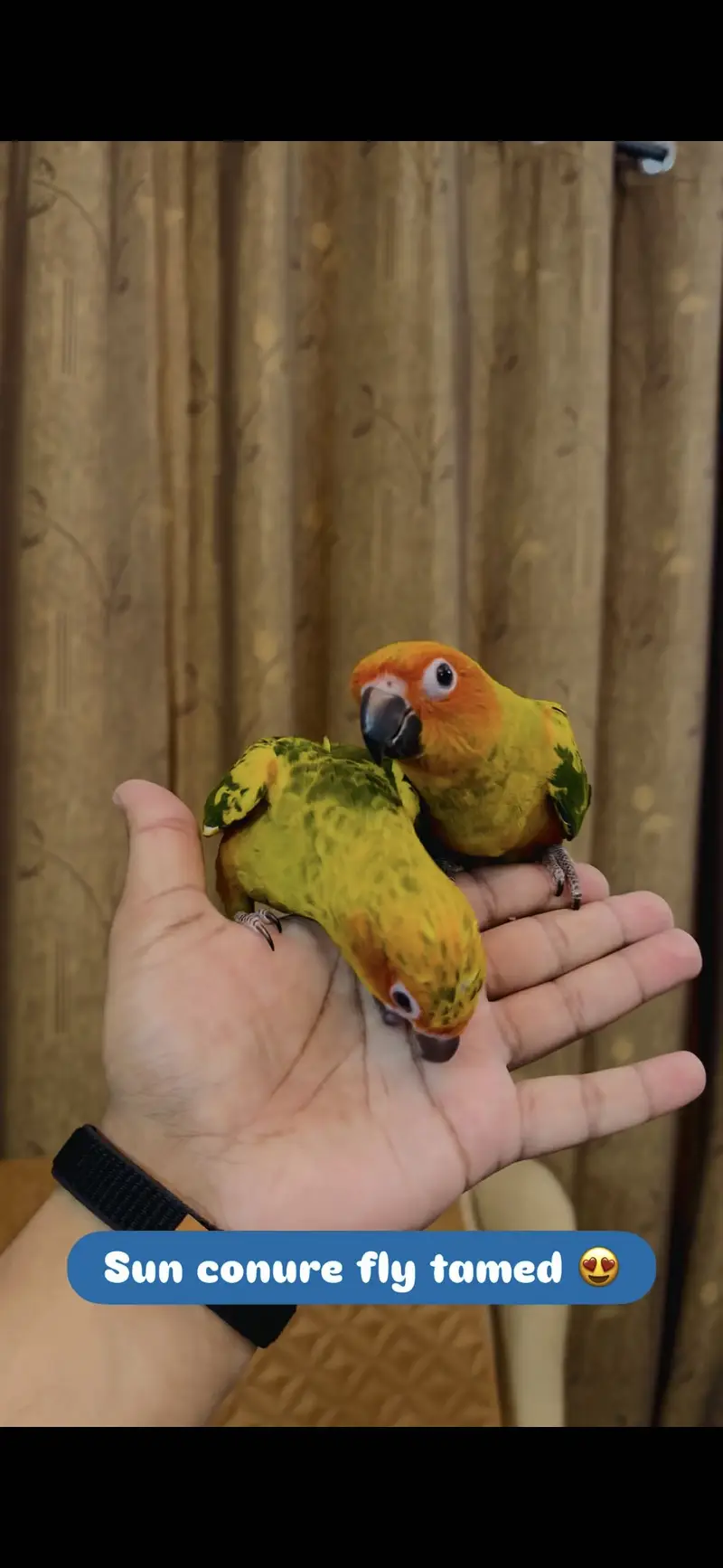 Macaw | Monk | Sun conure | Lories | yellow Parrots | pineapple conure — photo 8