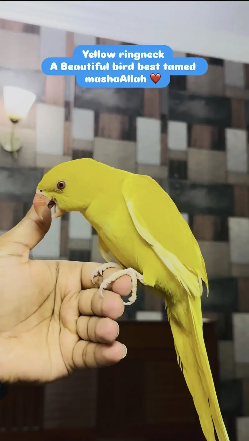 Macaw | Monk | Sun conure | Lories | yellow Parrots | pineapple conure — photo 9