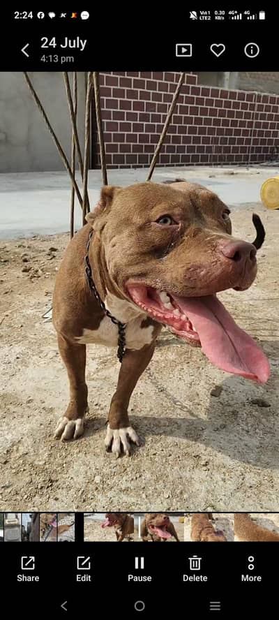 Pitbull pair available for sell.