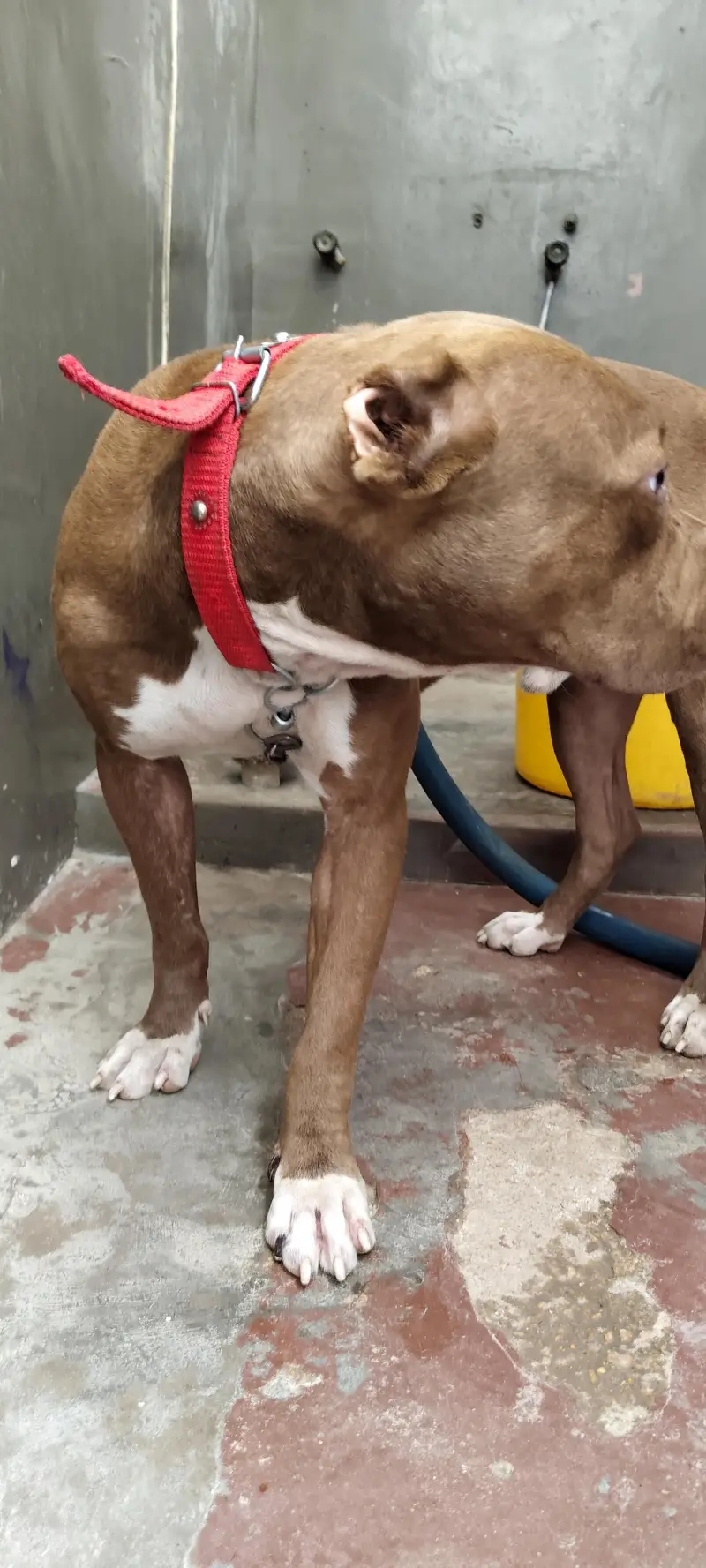 Pitbull pair available for sell. — photo 2