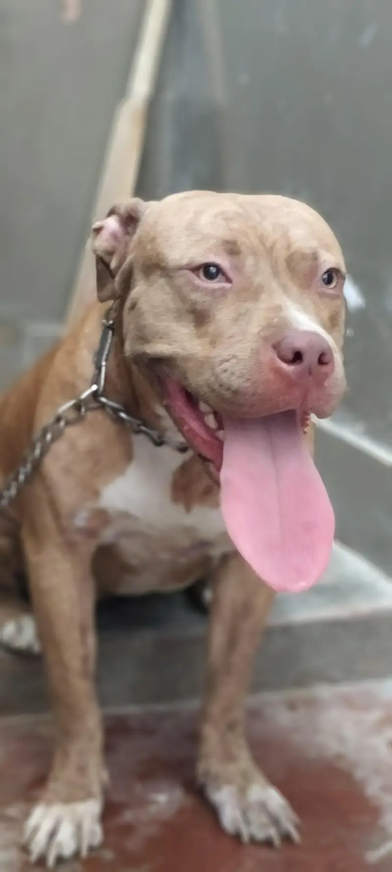 Pitbull pair available for sell. — photo 3