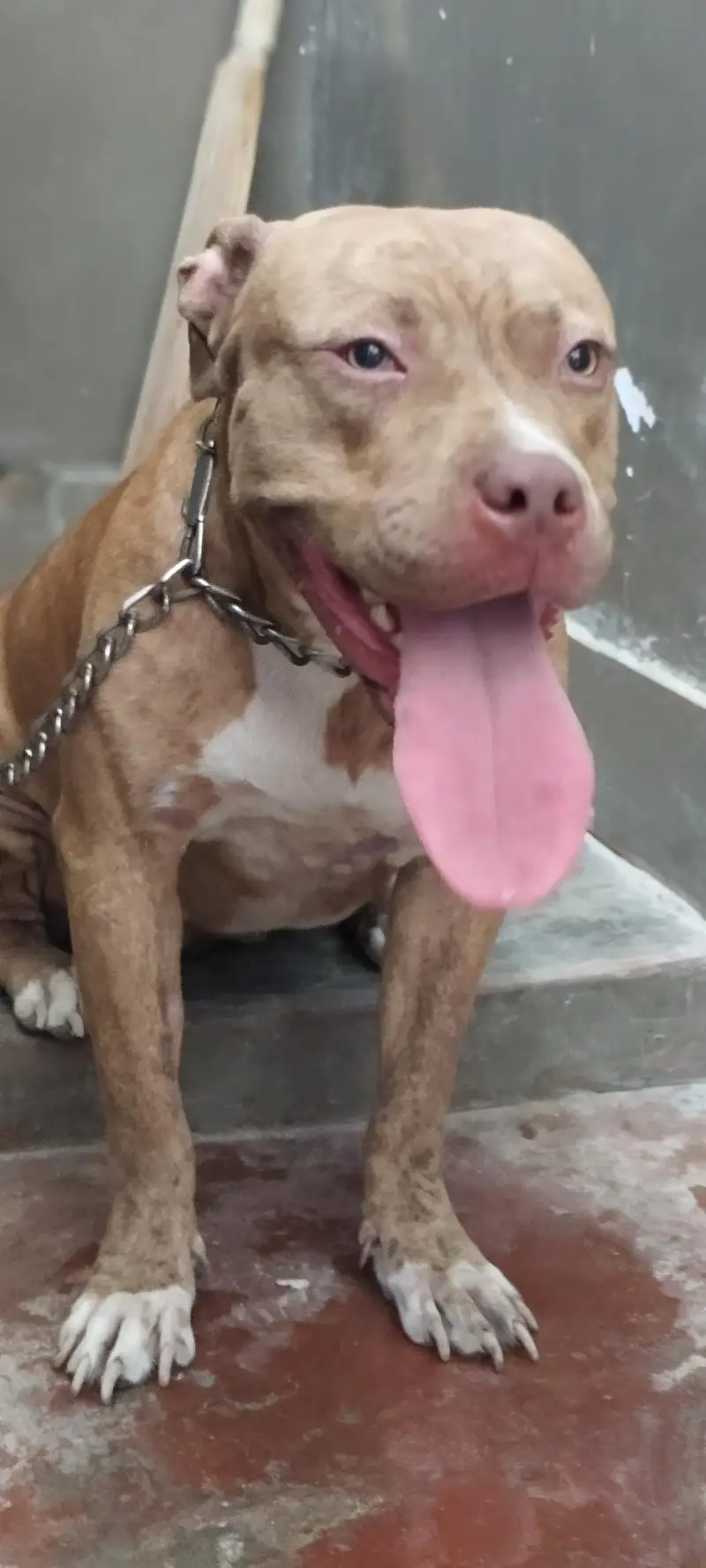 Pitbull pair available for sell. — photo 4