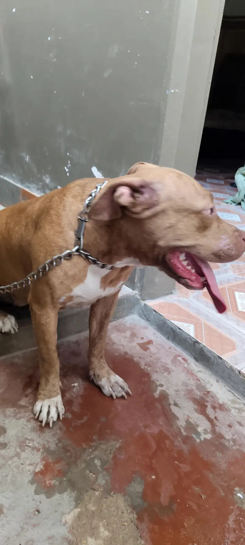 Pitbull pair available for sell. — photo 5
