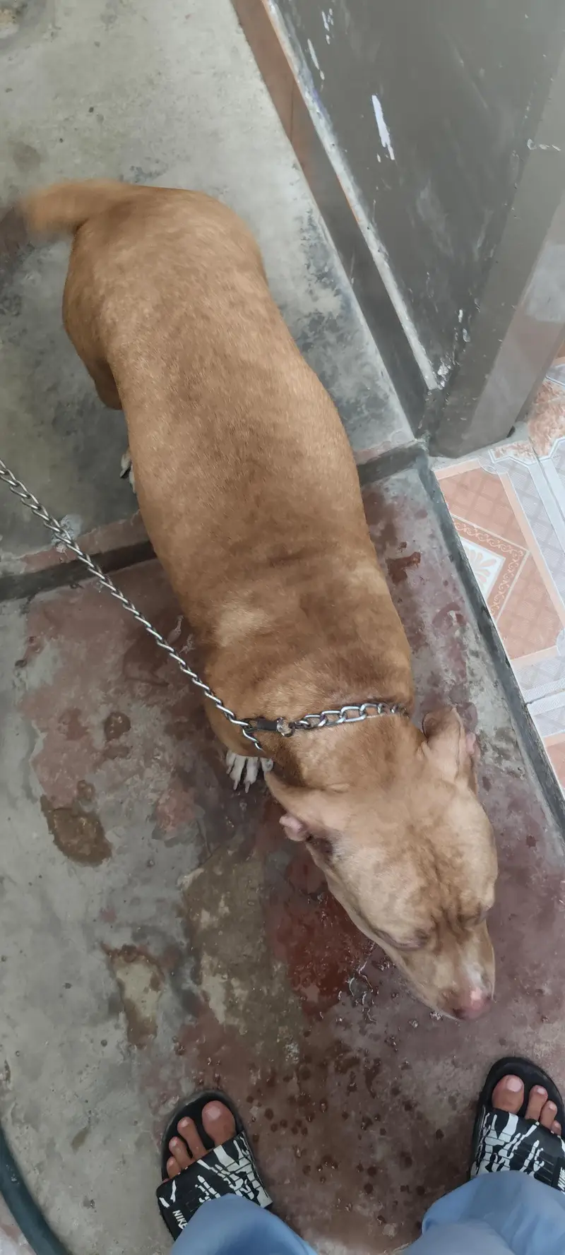 Pitbull pair available for sell. — photo 6