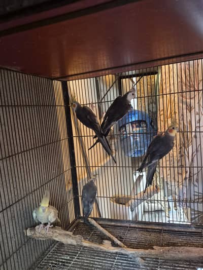 cocktail parrots / cockatiel birds