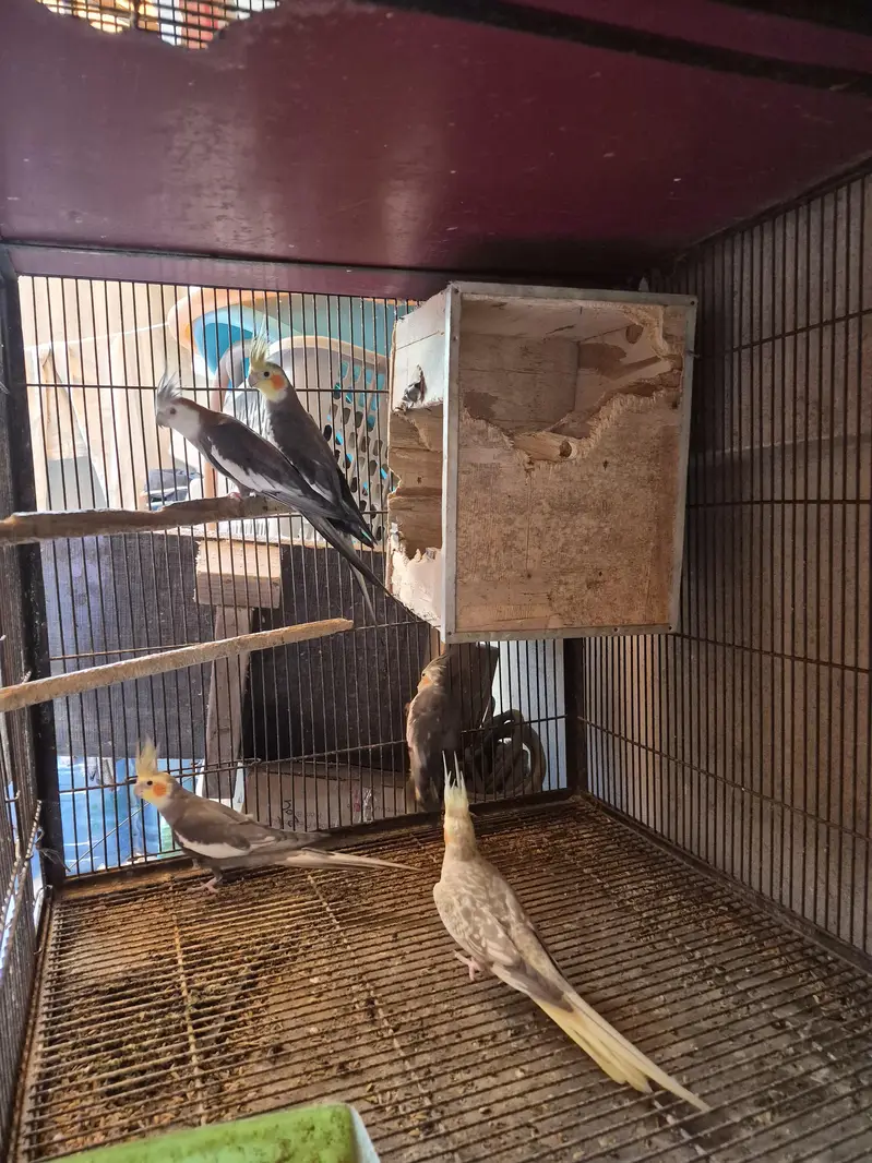 cocktail parrots / cockatiel birds — photo 2