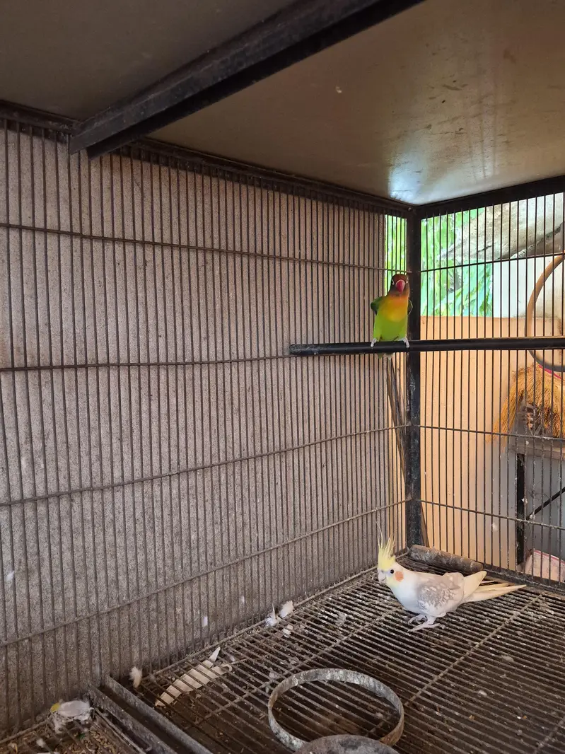 cocktail parrots / cockatiel birds — photo 3