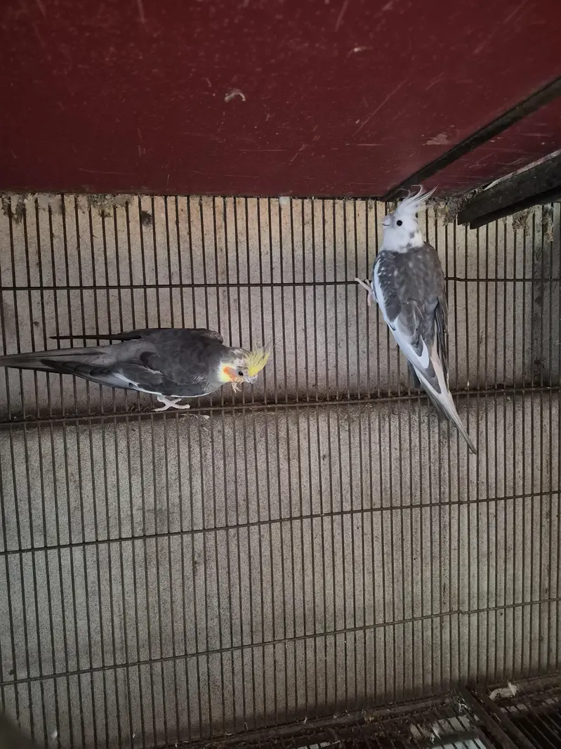 cocktail parrots / cockatiel birds — photo 4