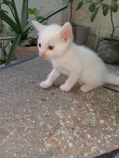 white Persian kittens