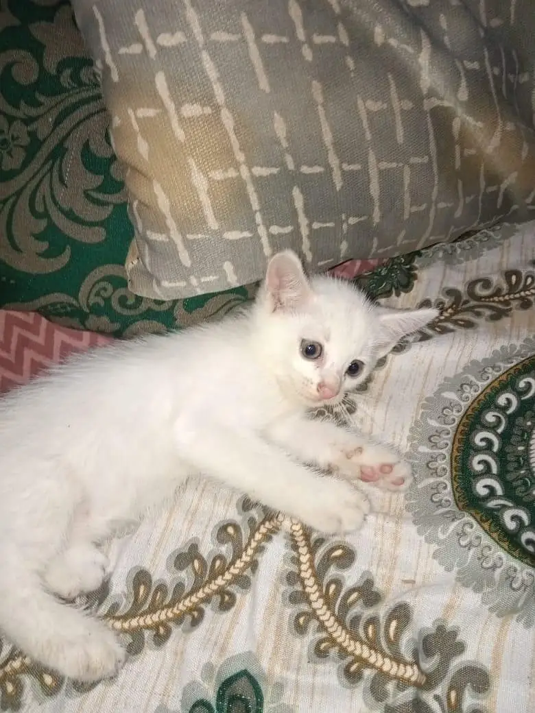 white Persian kittens — photo 2