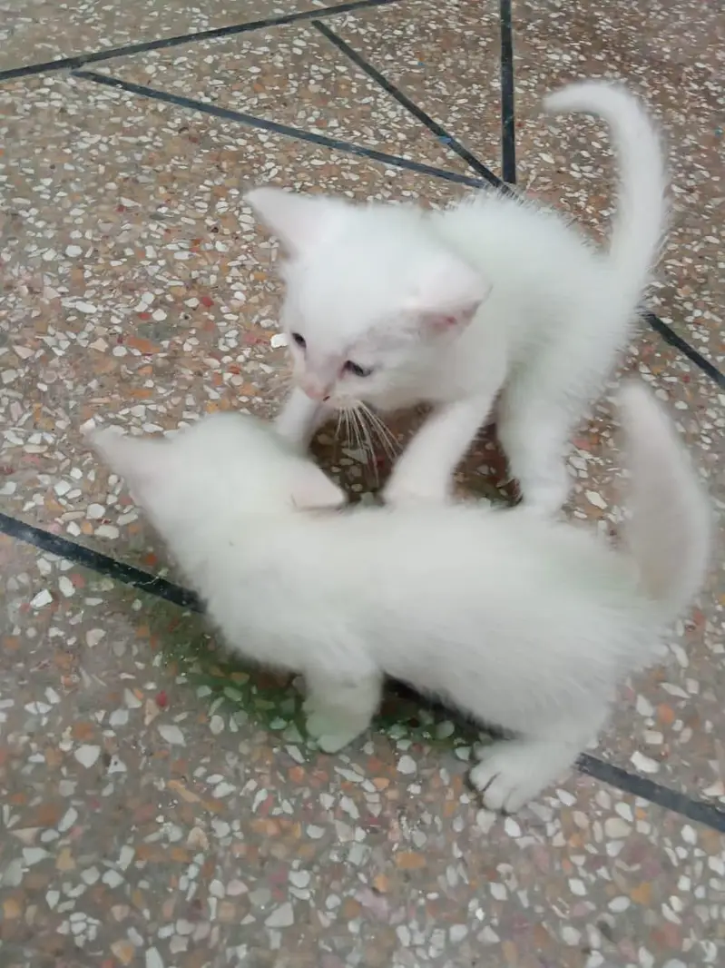 white Persian kittens — photo 3