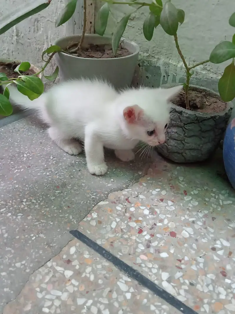 white Persian kittens — photo 4