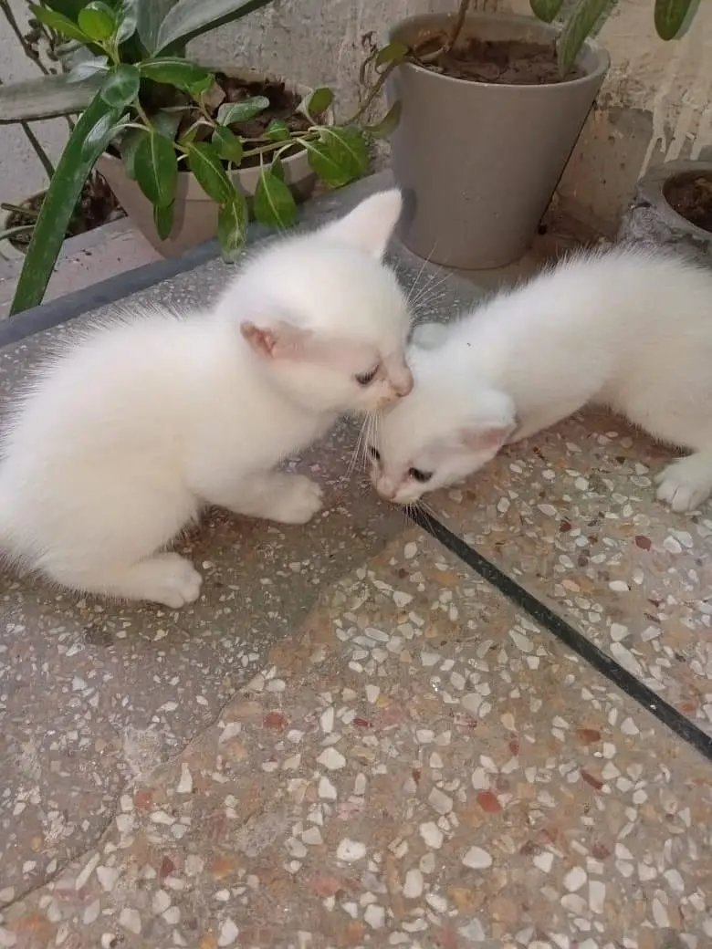 white Persian kittens — photo 5
