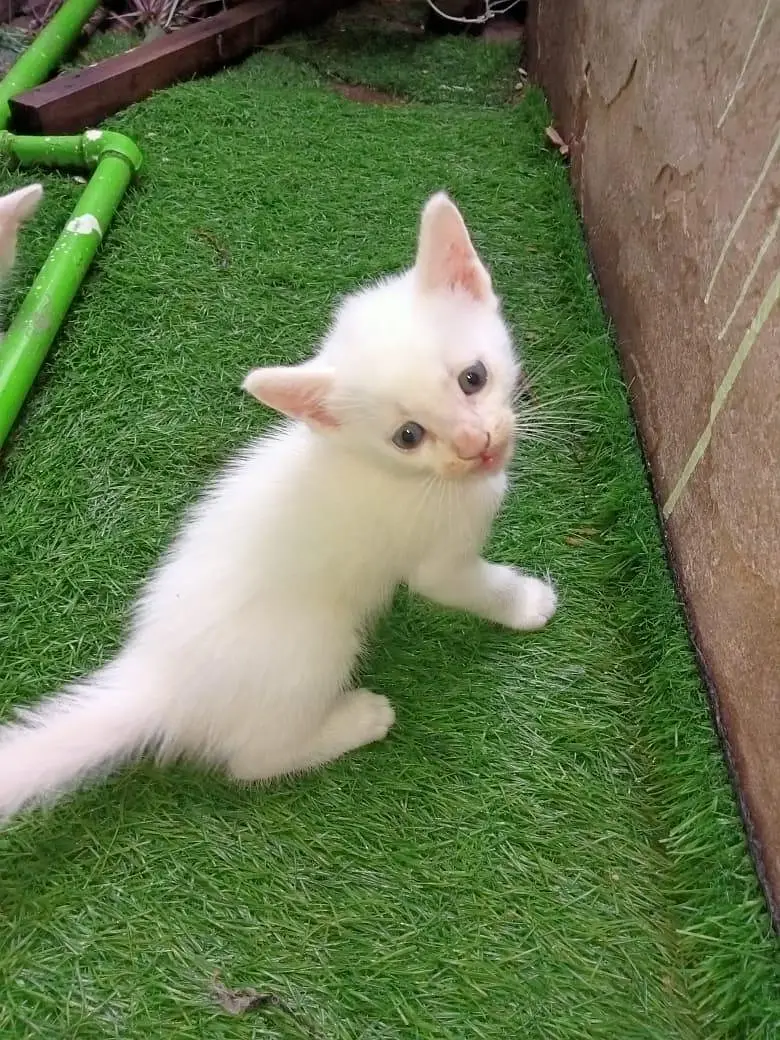 white Persian kittens — photo 6