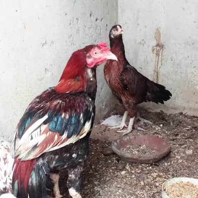 murgay Kay pair may chandi h wazan Kay hesab say 1300 kilo male female