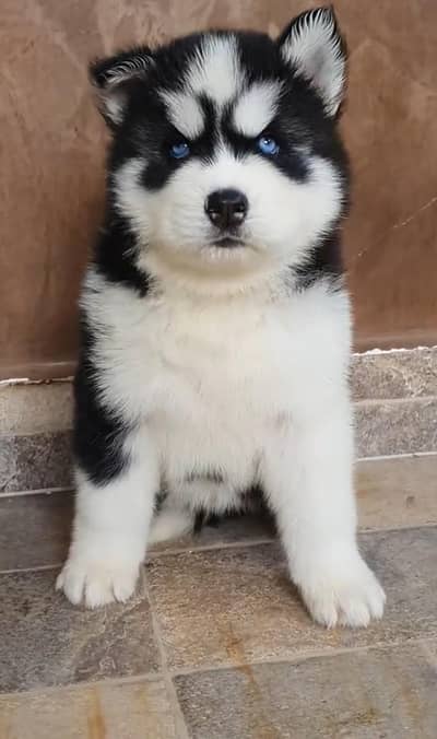Siberian husky fore sale