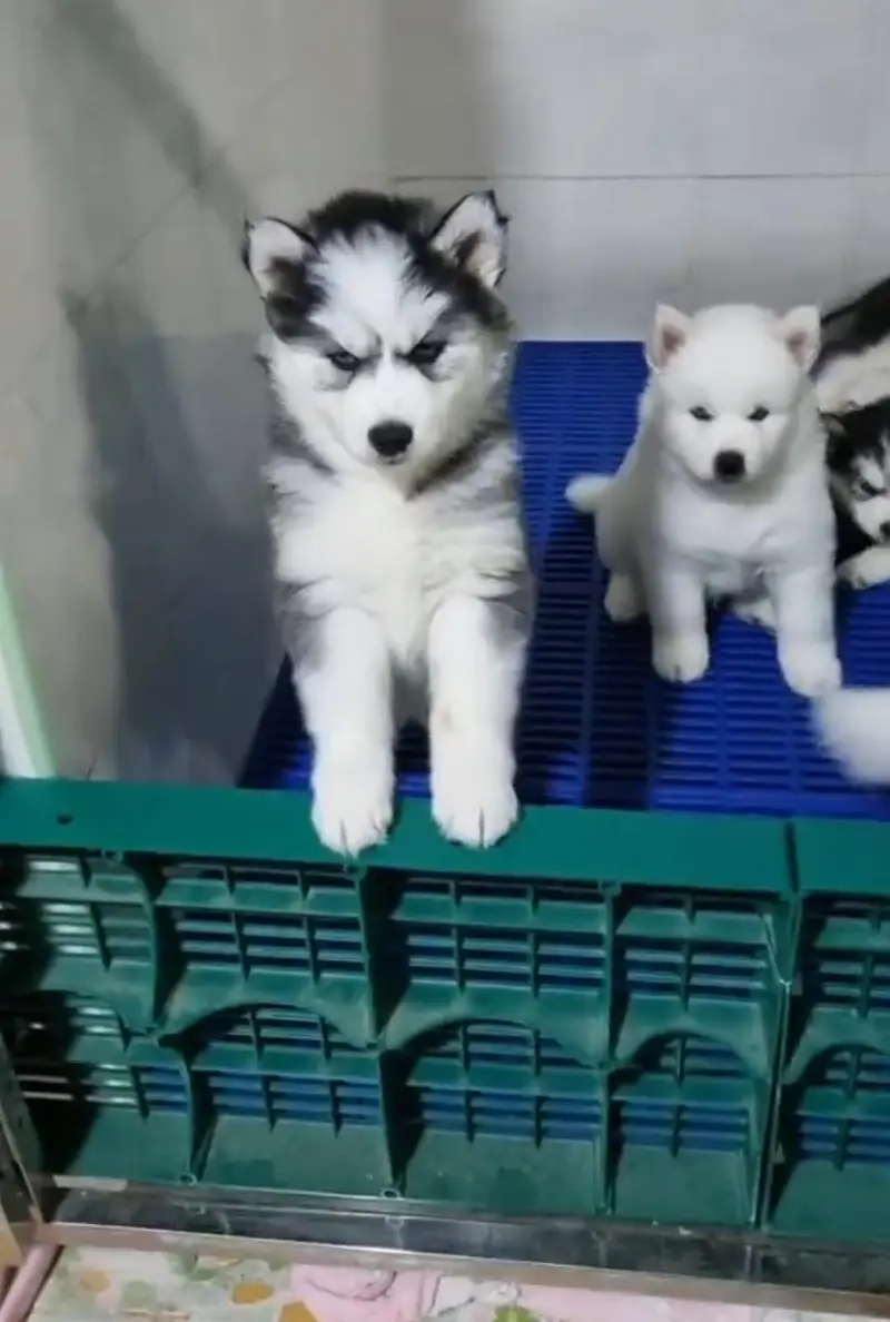 Siberian husky fore sale — photo 2