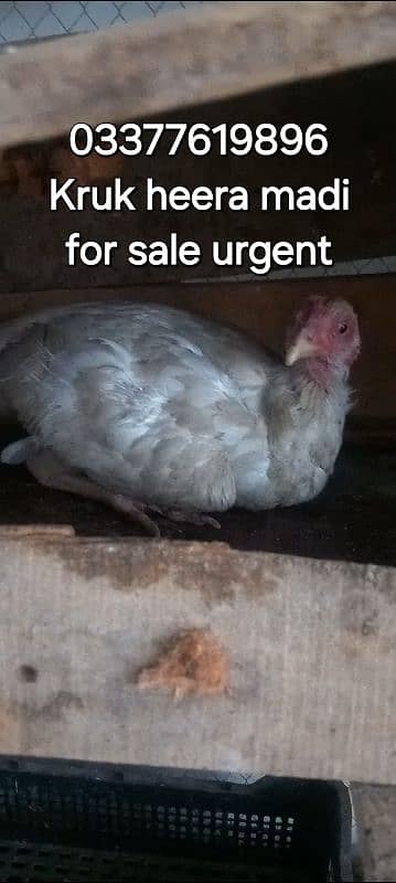 Kruk heera madi avalible for sale