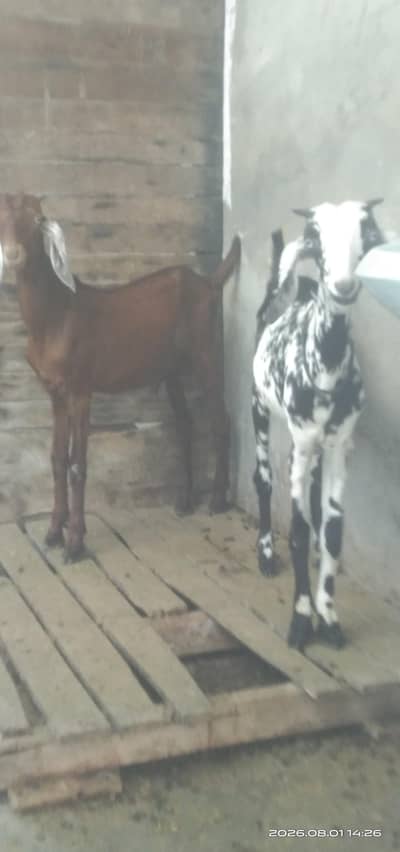 Desi goat pair for sale. age 5 months