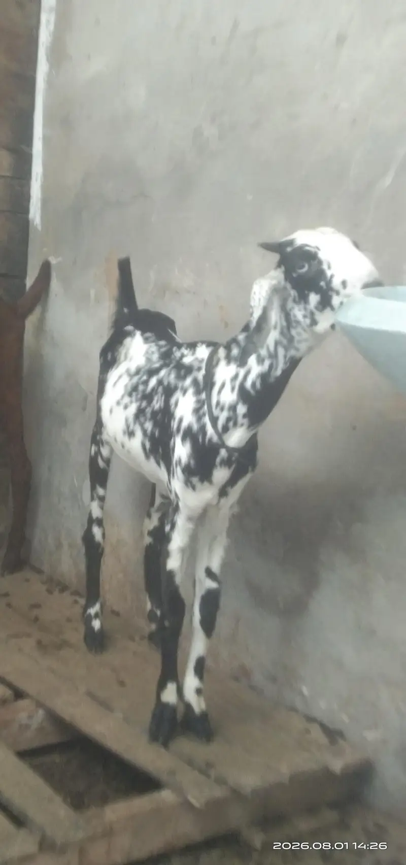 Desi goat pair for sale. age 5 months — photo 2