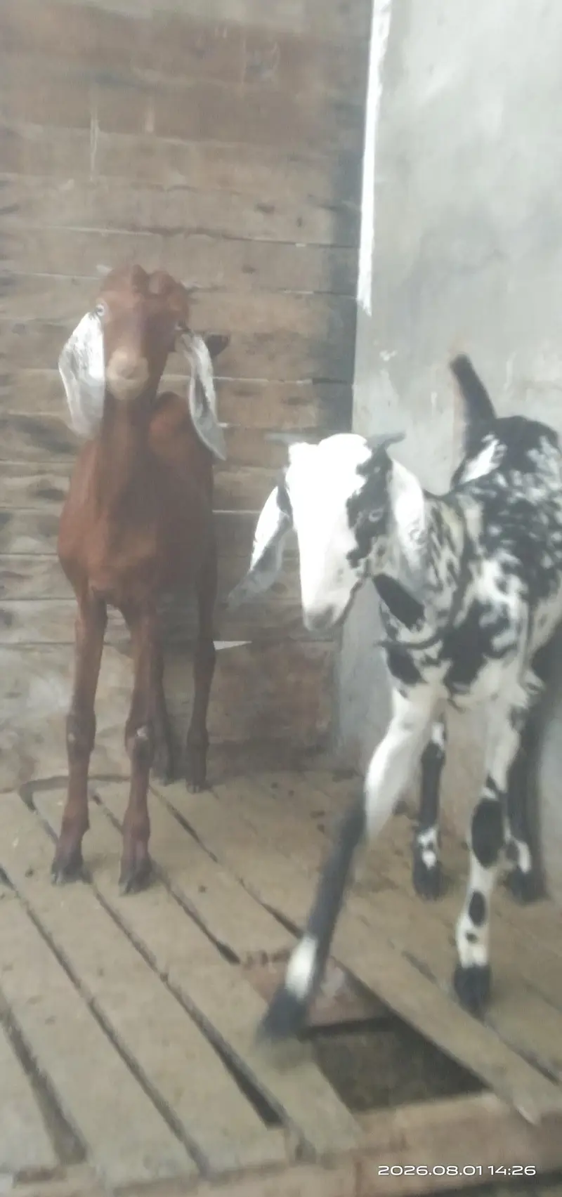 Desi goat pair for sale. age 5 months — photo 3