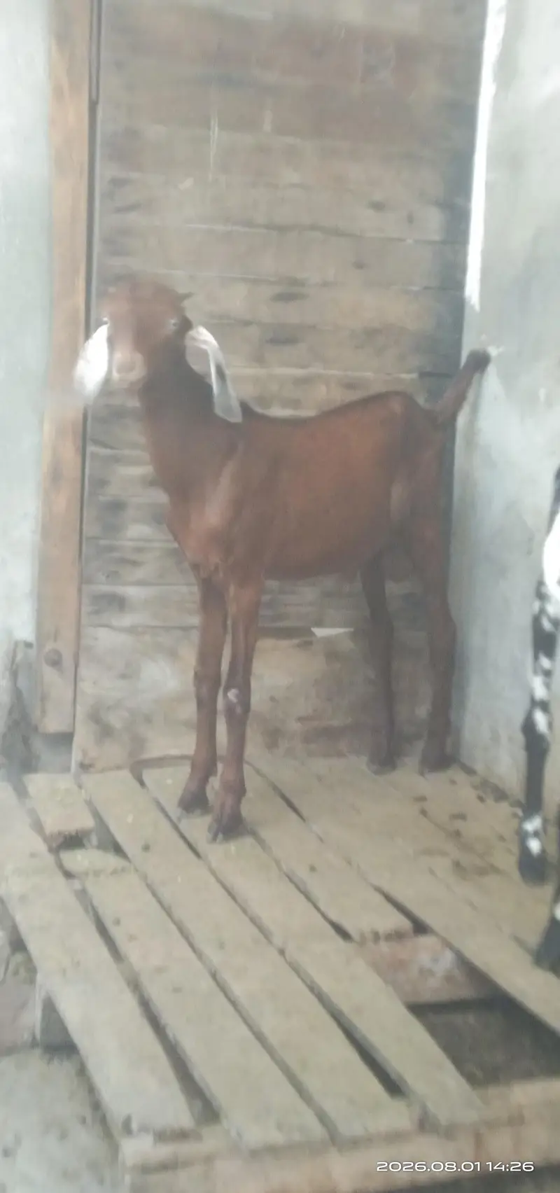 Desi goat pair for sale. age 5 months — photo 4