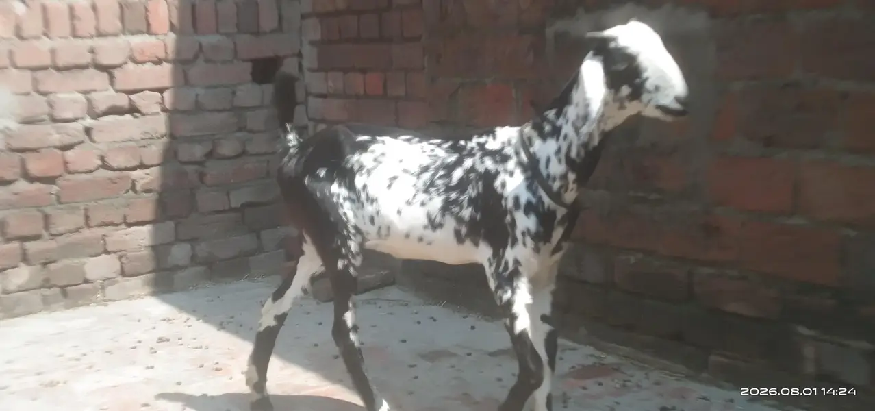 Desi goat pair for sale. age 5 months — photo 5