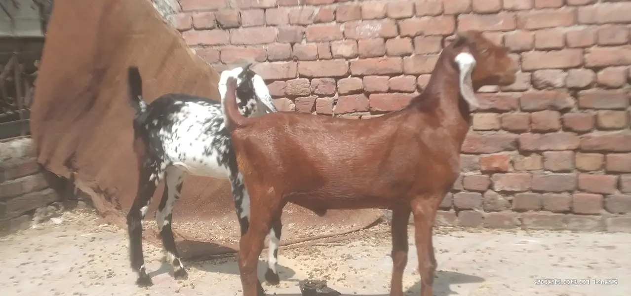 Desi goat pair for sale. age 5 months — photo 6