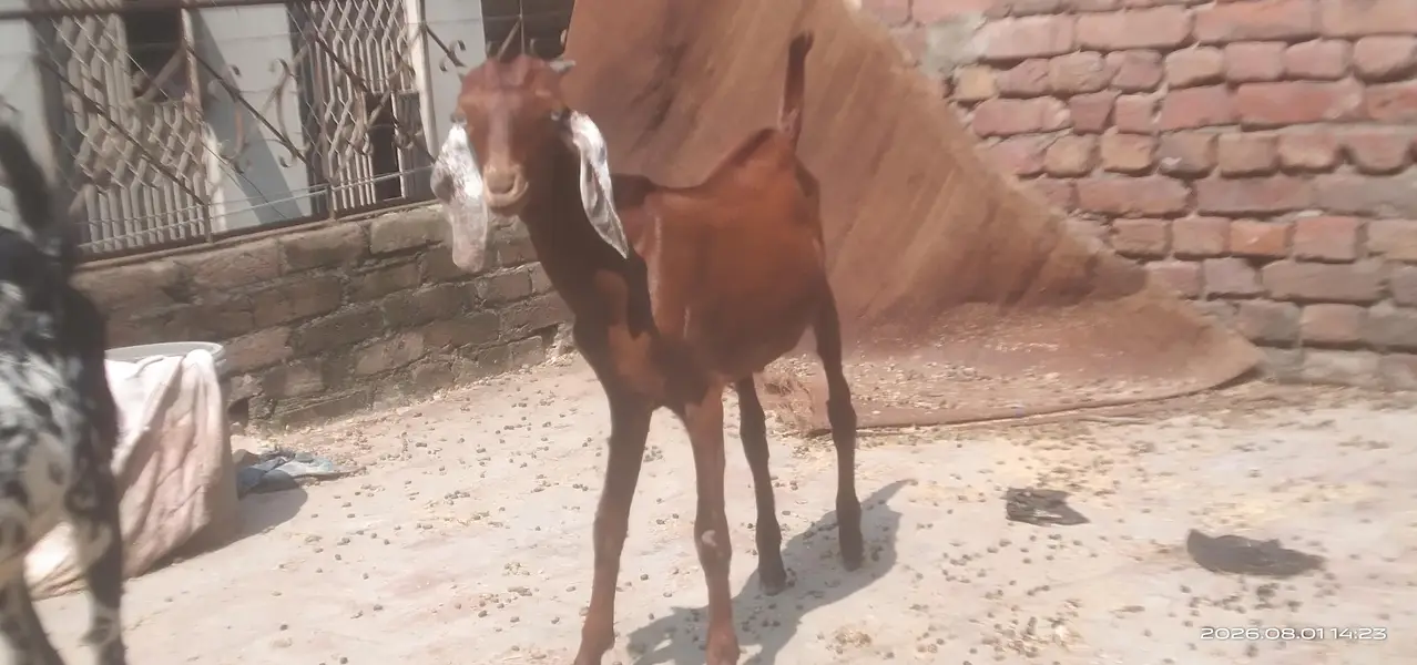 Desi goat pair for sale. age 5 months — photo 7