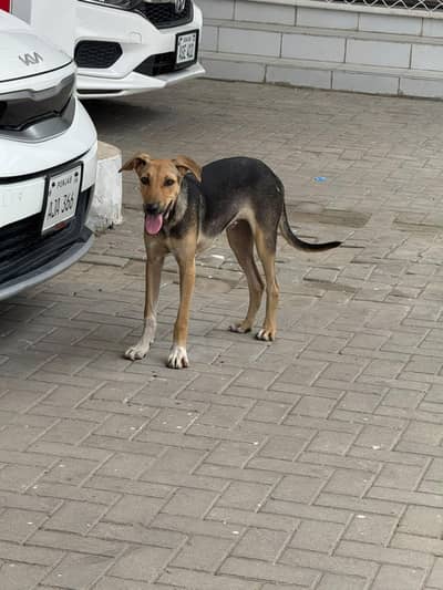 4 Month puppy for sale