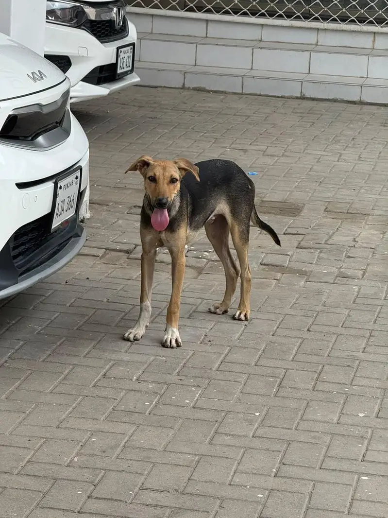 4 Month puppy for sale — photo 2