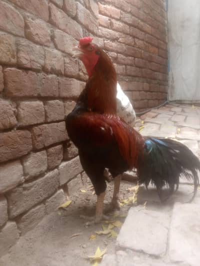 Original Reza Aseel Murgha | tamaku colour| Healthy 3.3kg |Breederpair