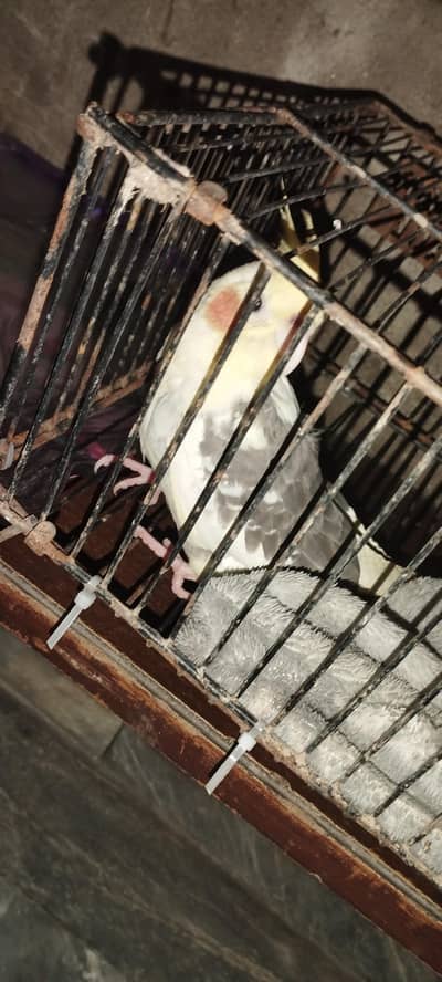 pied cocktail available for sale