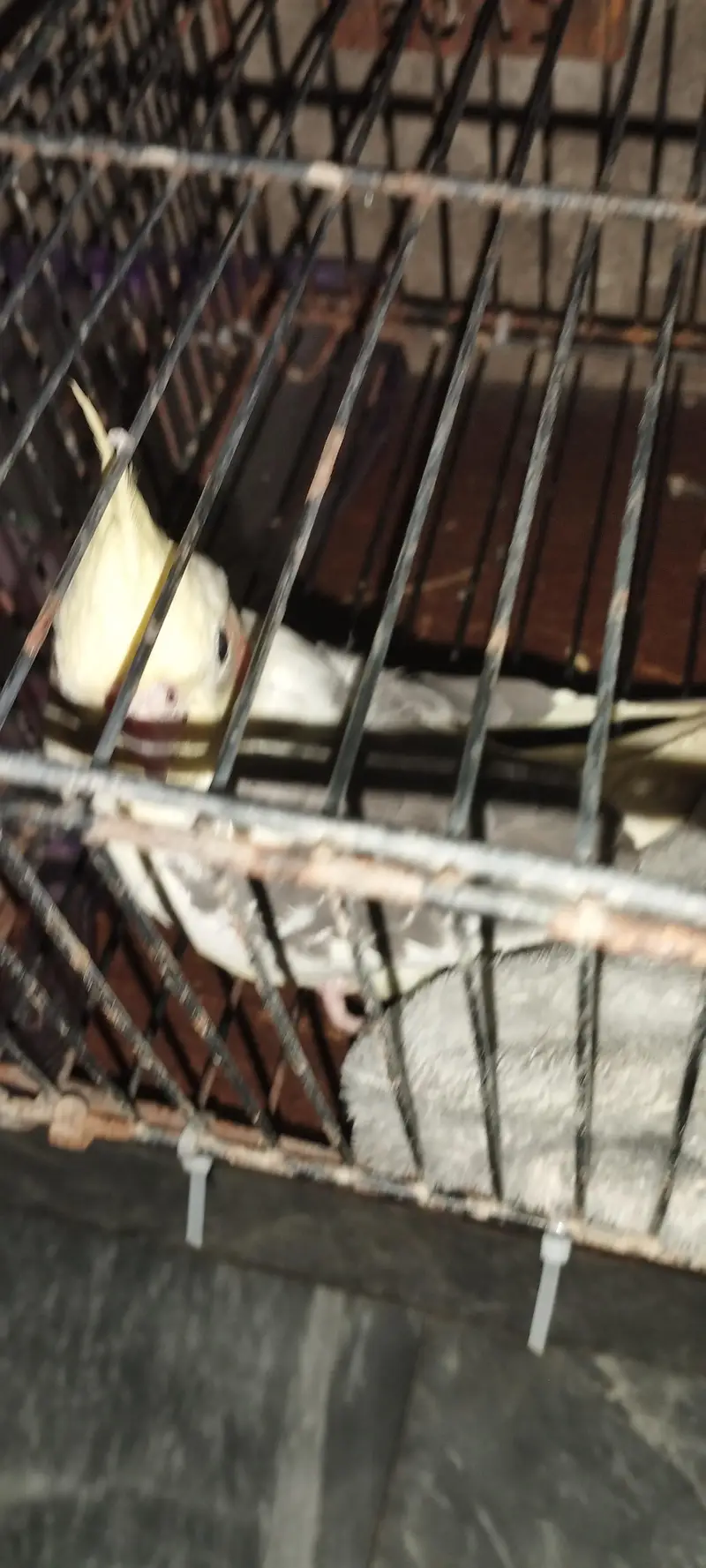 pied cocktail available for sale — photo 2